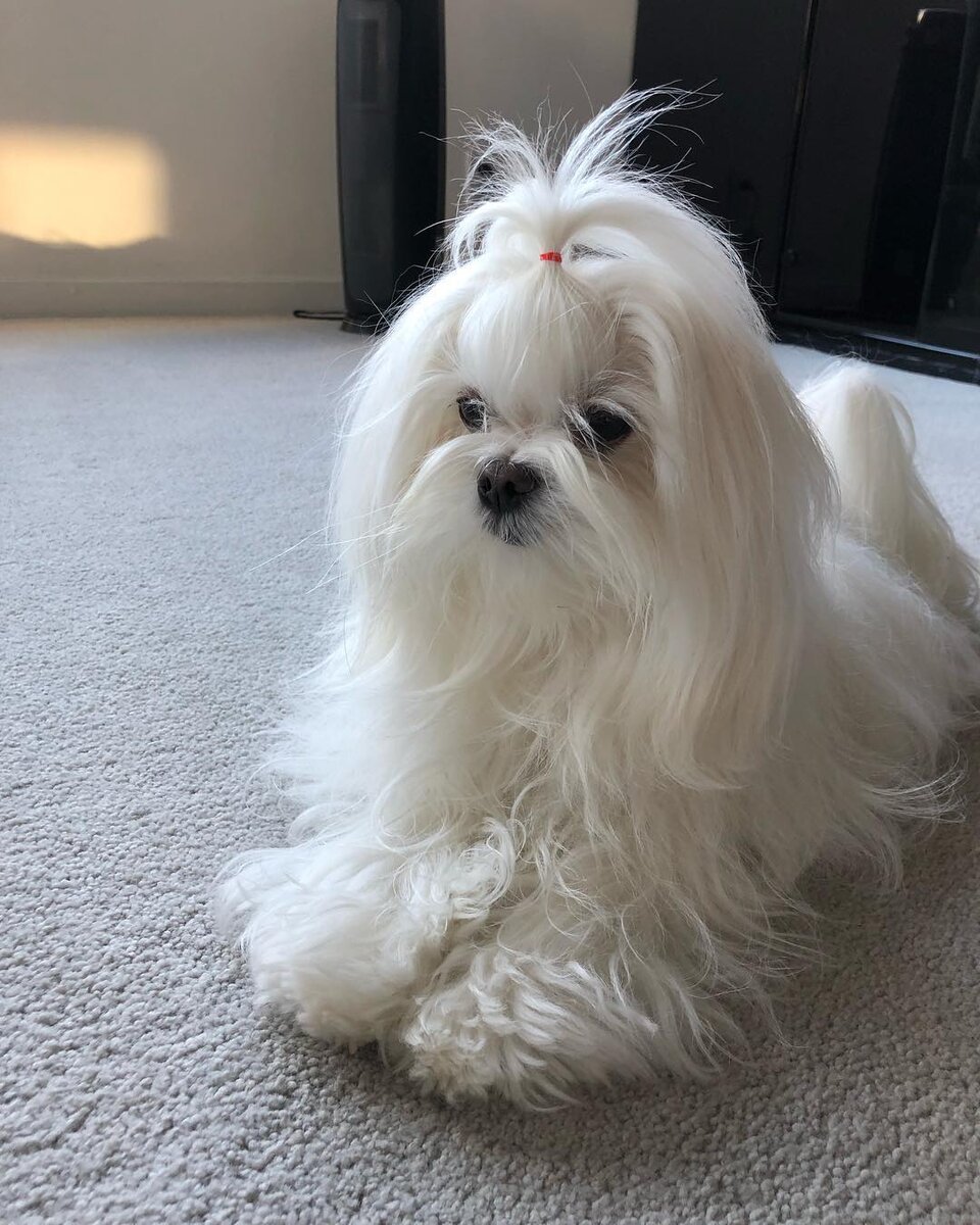 Болонка мальтезе