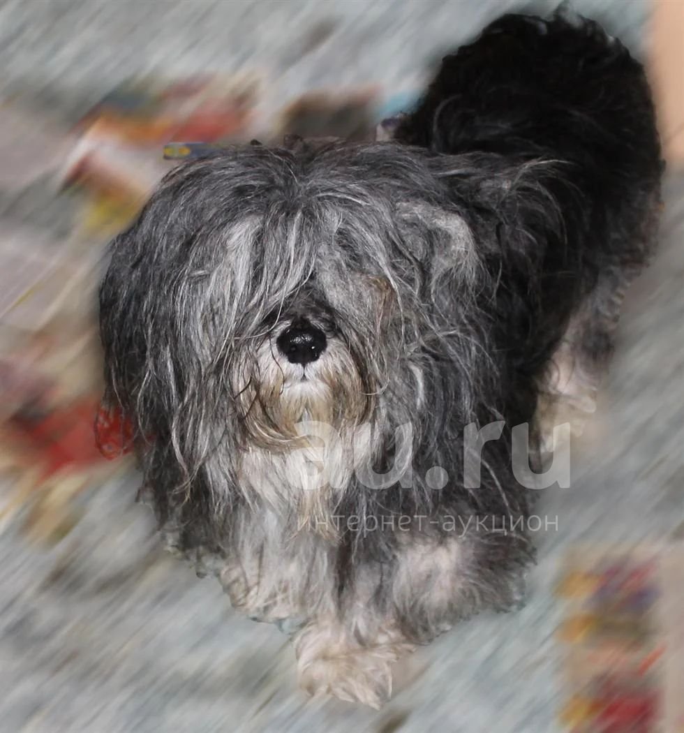 Болонка собака серая
