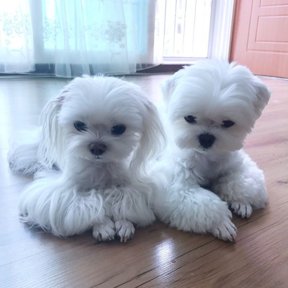 Мальтийская болонка кудрявая