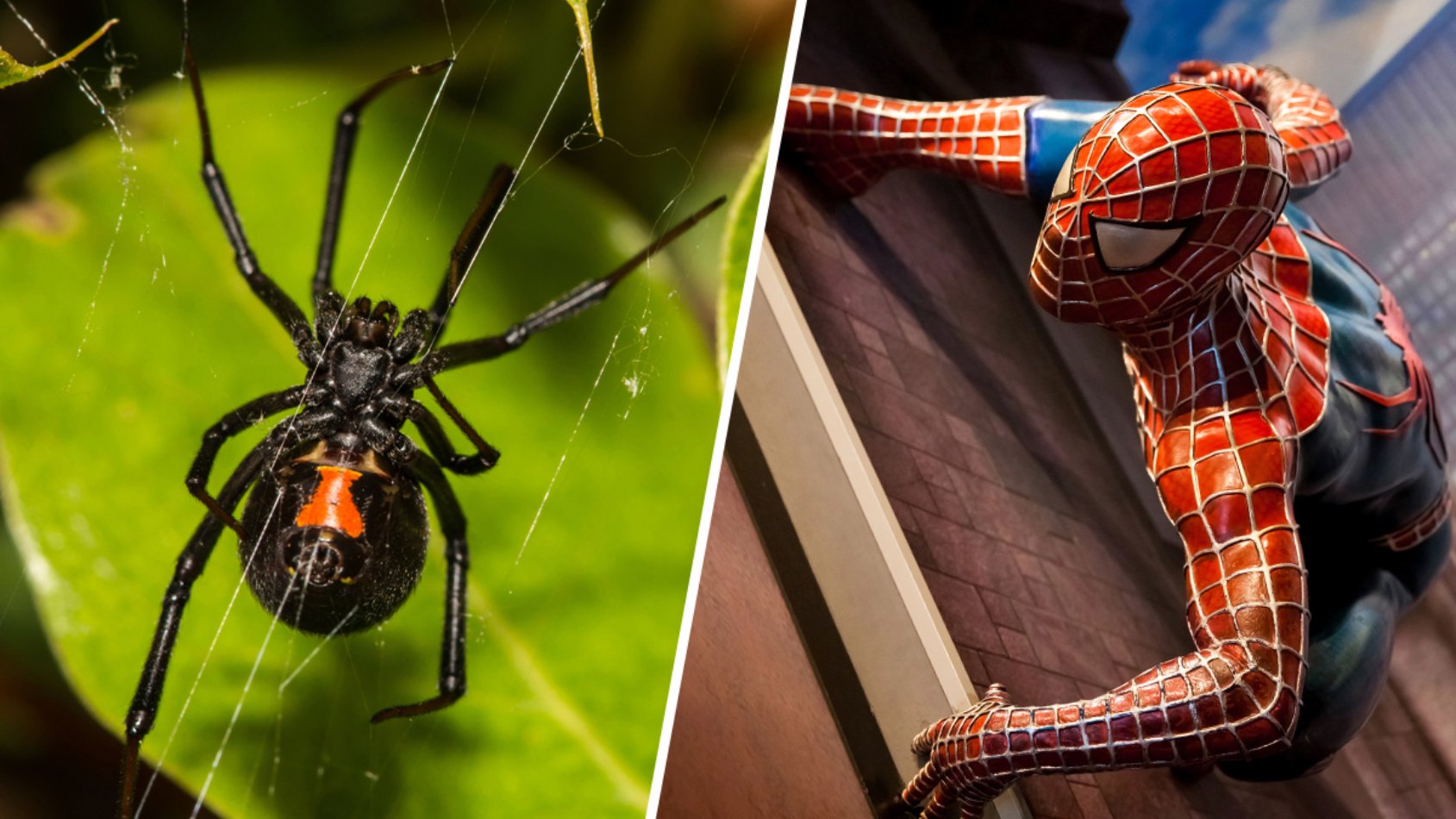 Включи друзья паука. Майлз Моралес укус паука. Человек паук 2002 укусил паук. Паук который укусил Питера Паркера в реальной жизни. Спайдермен в реальной жизни.