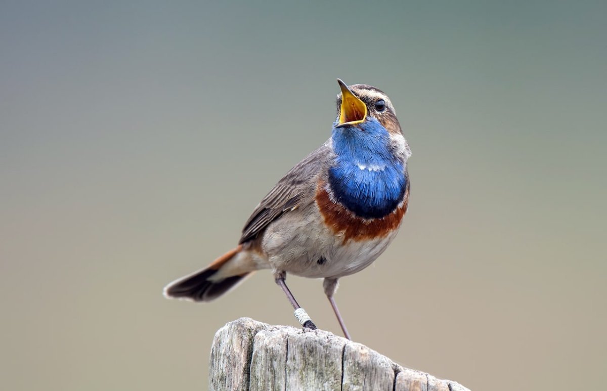 Серая птичка с синей грудкой