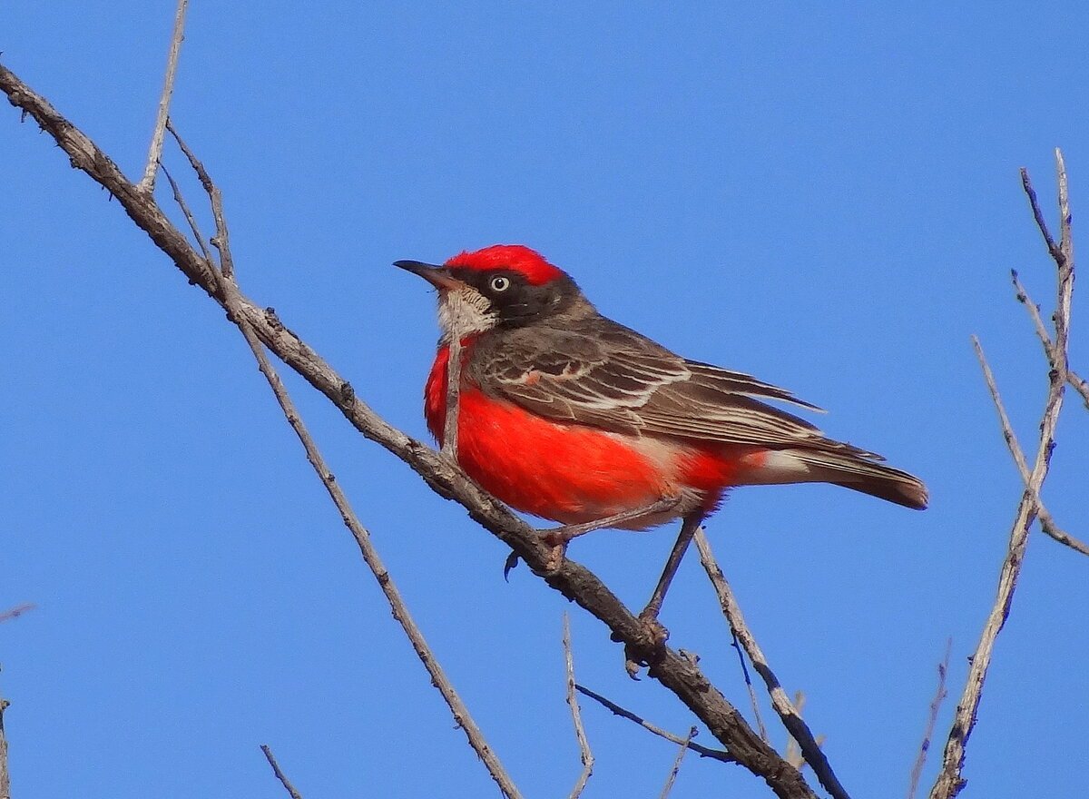 Красногрудая чекановая трясогузка