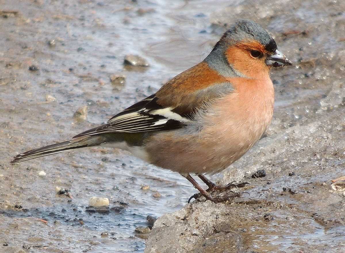 Зяблик в Подмосковье