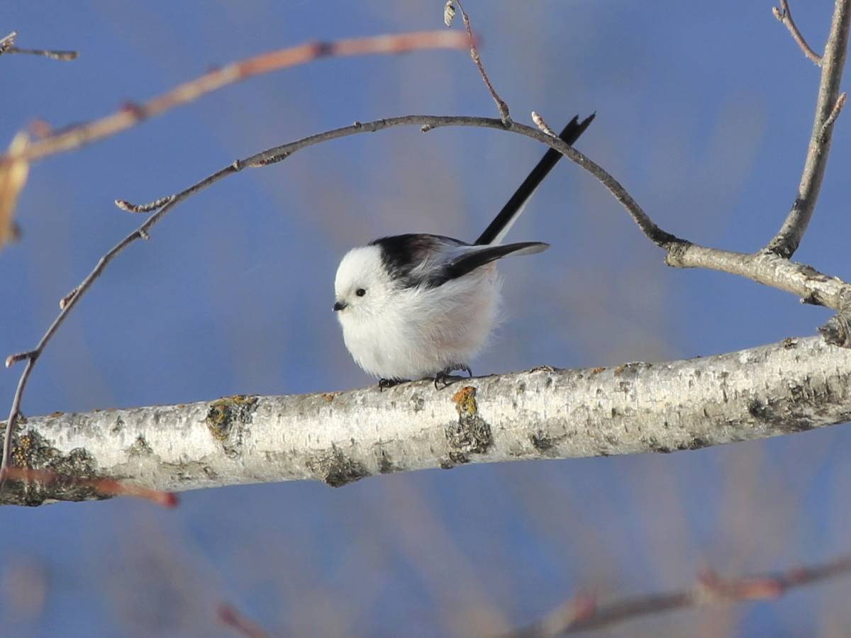 Синица ополовник