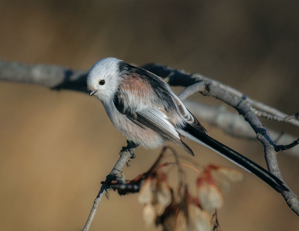 Длиннохвостая синица или ополовник