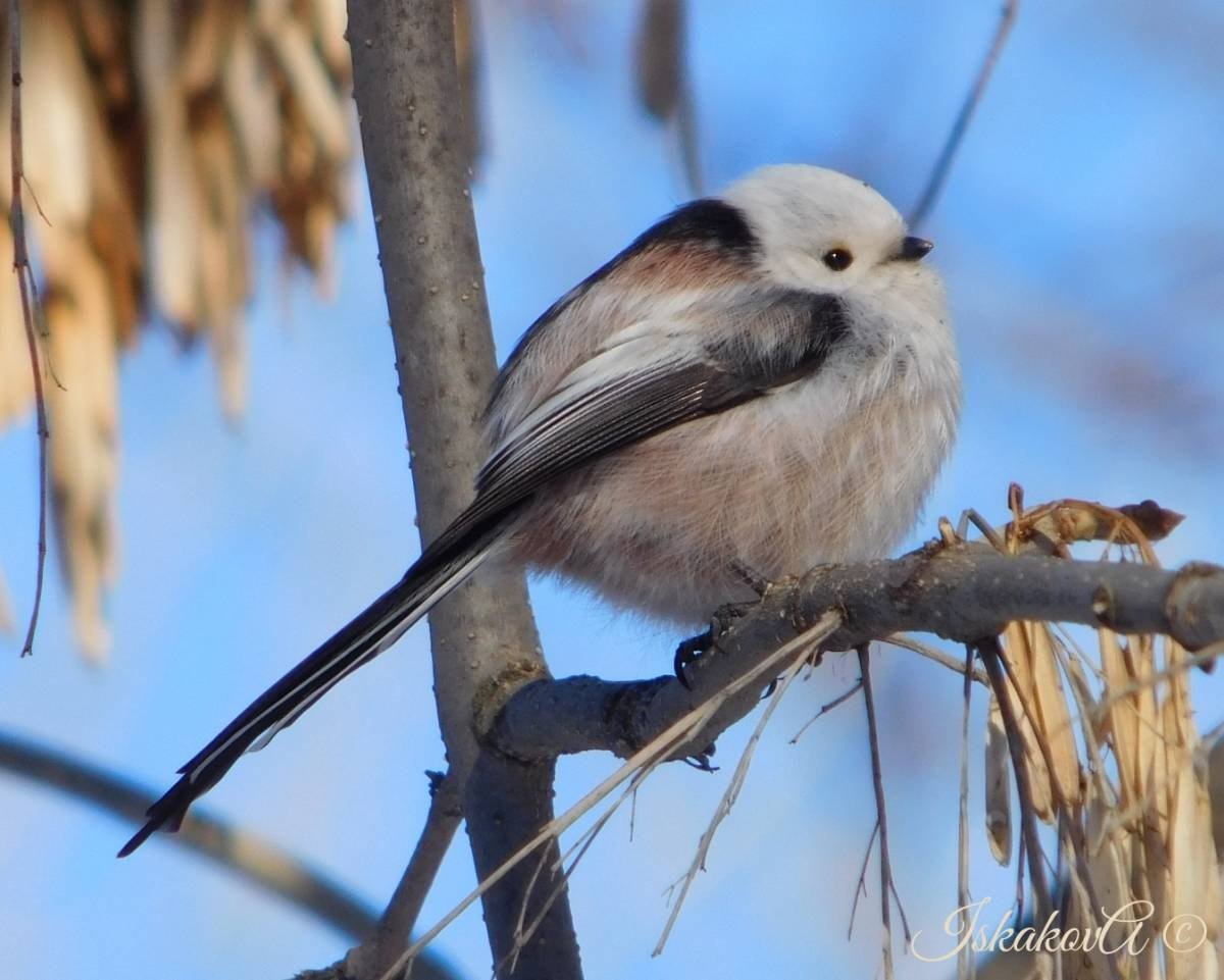 Длиннохвостая вдовья птица
