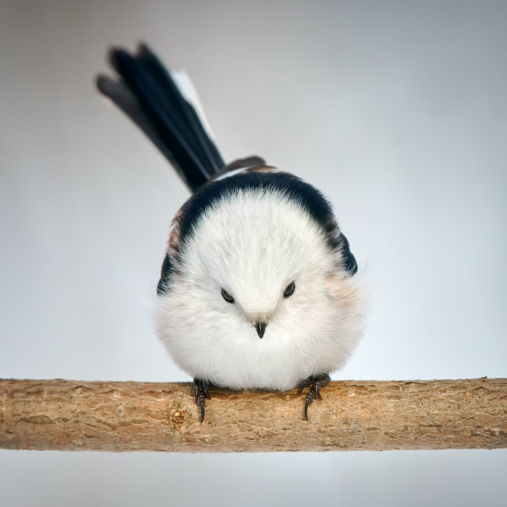 Длиннохвостая синица фото 500на500