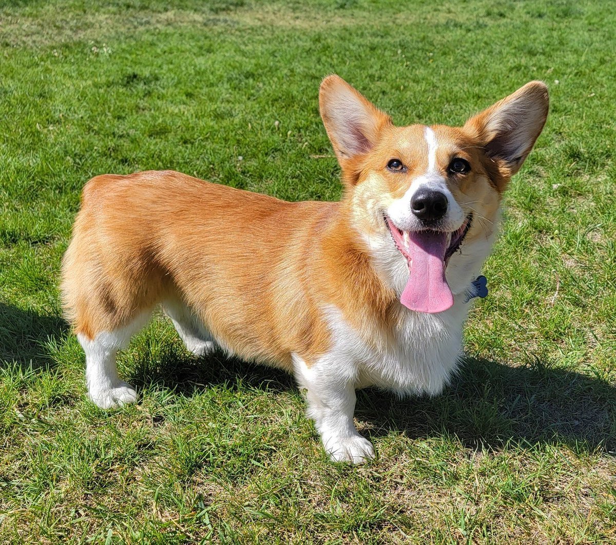 Корги у которой ж**** сердечком