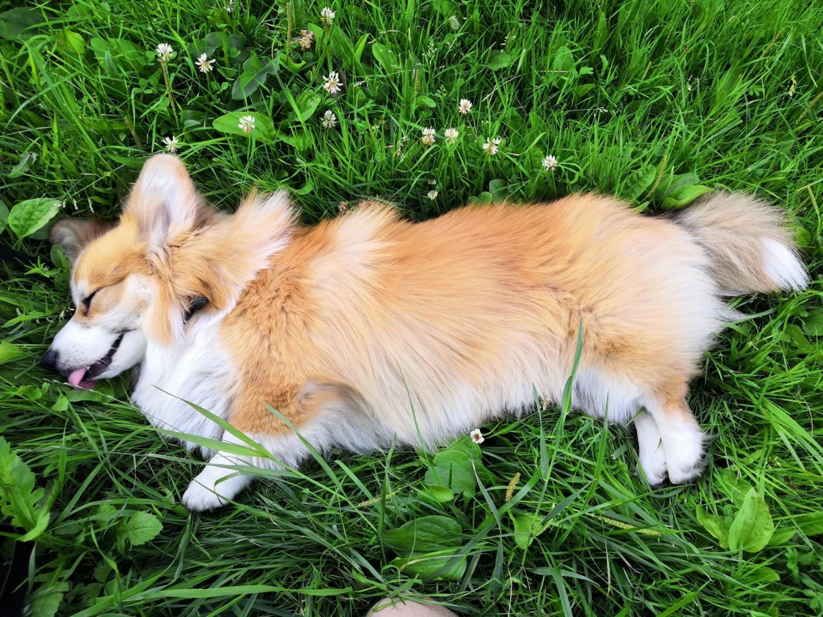 Корги пемброк флаффи