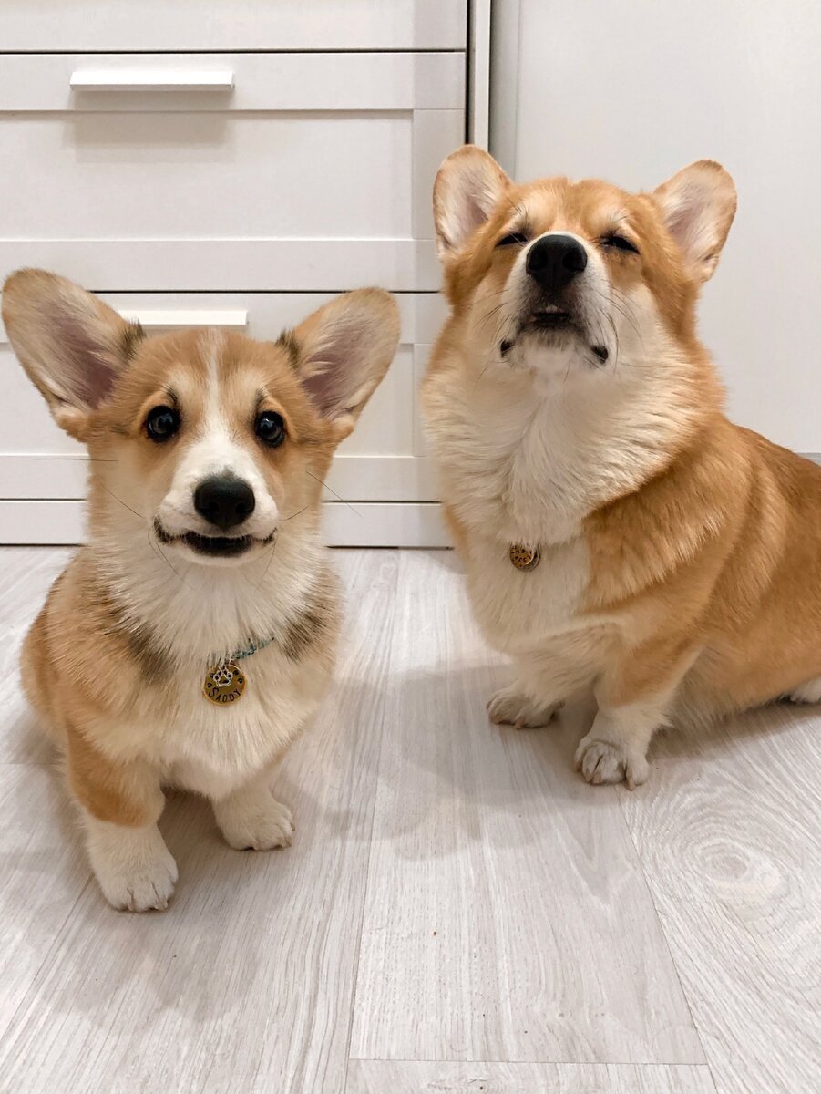 Корги пемброк с хвостом