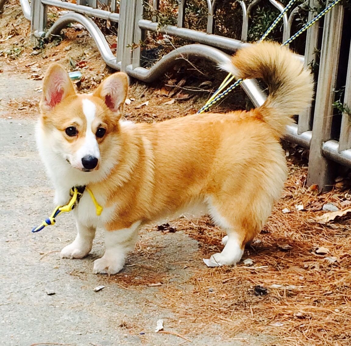 Корги альбинос