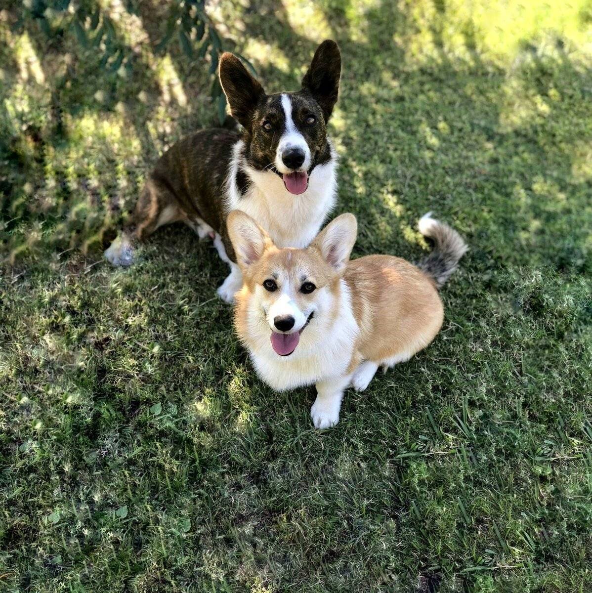 Корги пемброк