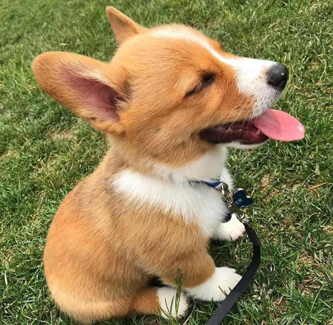 Пшпфсрфв корги