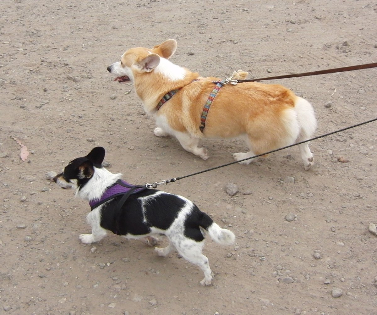 Корги купированный