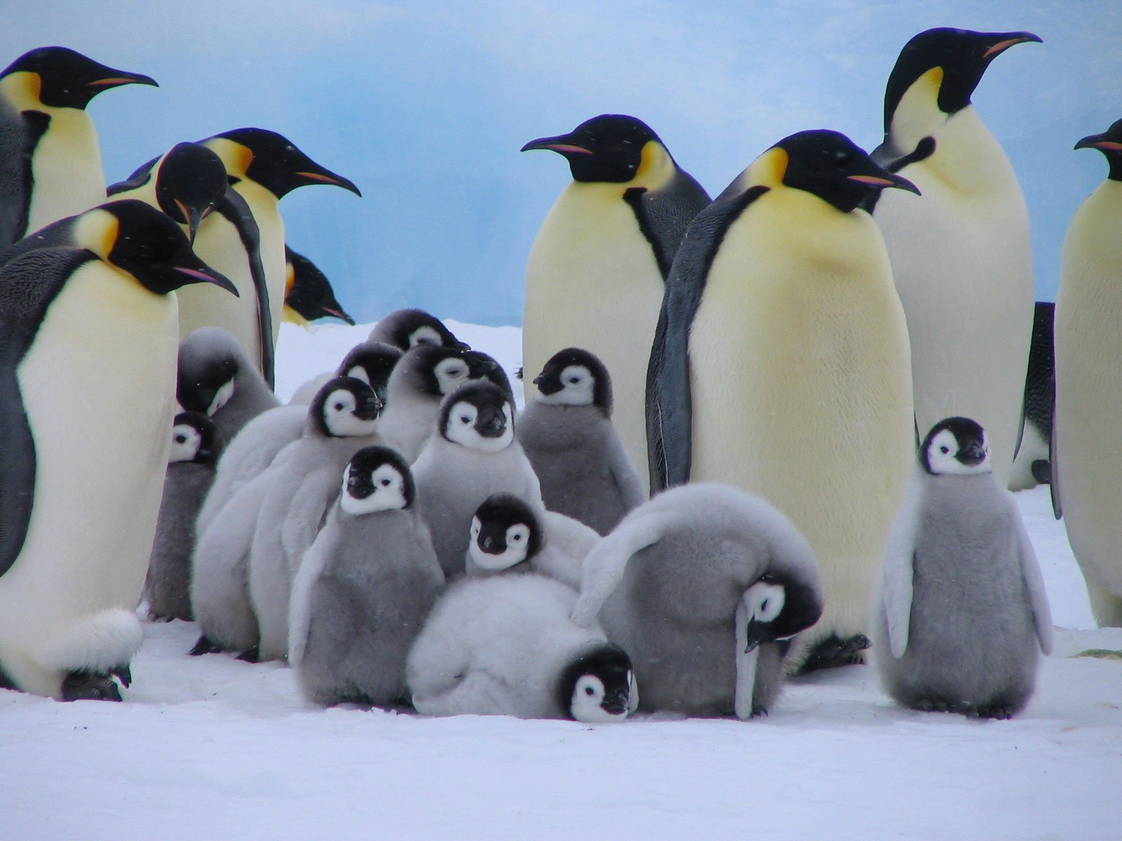Где живет императорский пингвин. Императорский Пингвин в Антарктиде. Птенец Императорского пингвина. Пингвиненонок императорчкого пингвина. Животные Антарктиды Императорский Пингвин.