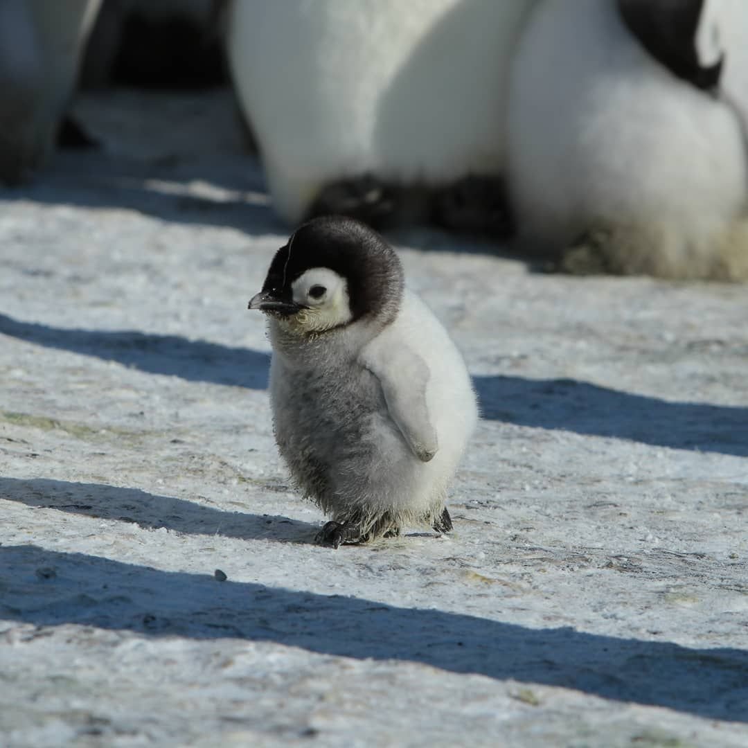 Детеныш пингвина