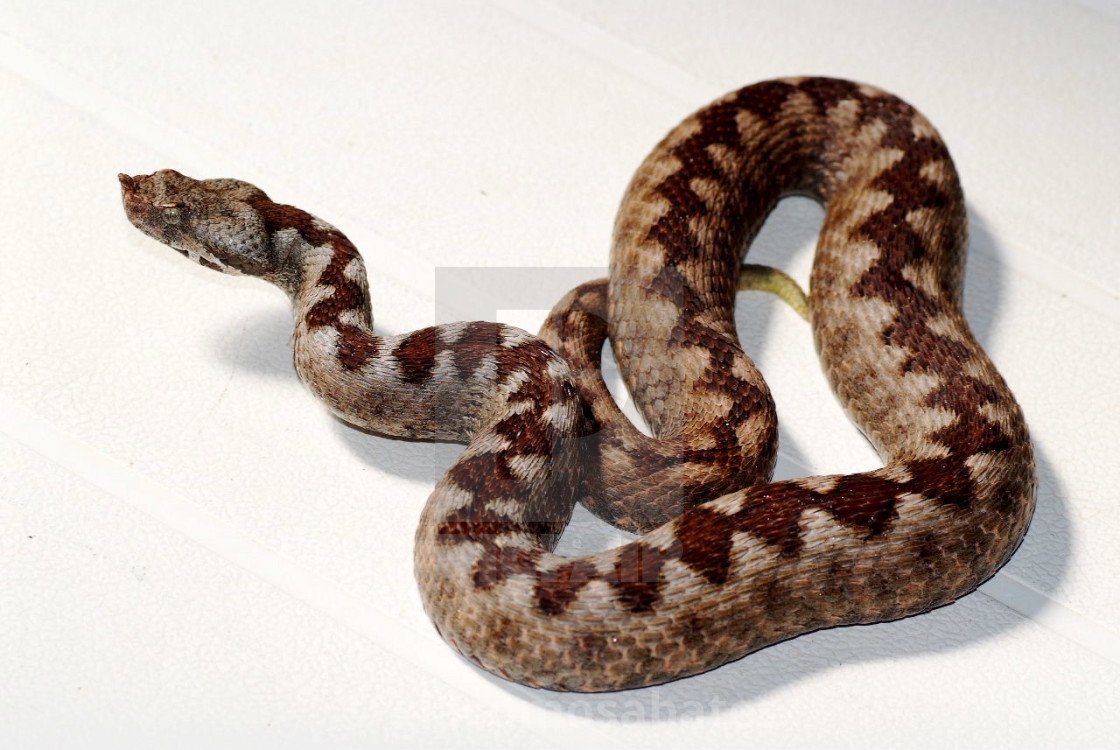 Пепелянка змея Болгарии