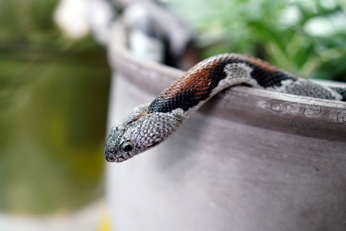 Декоративные змеи