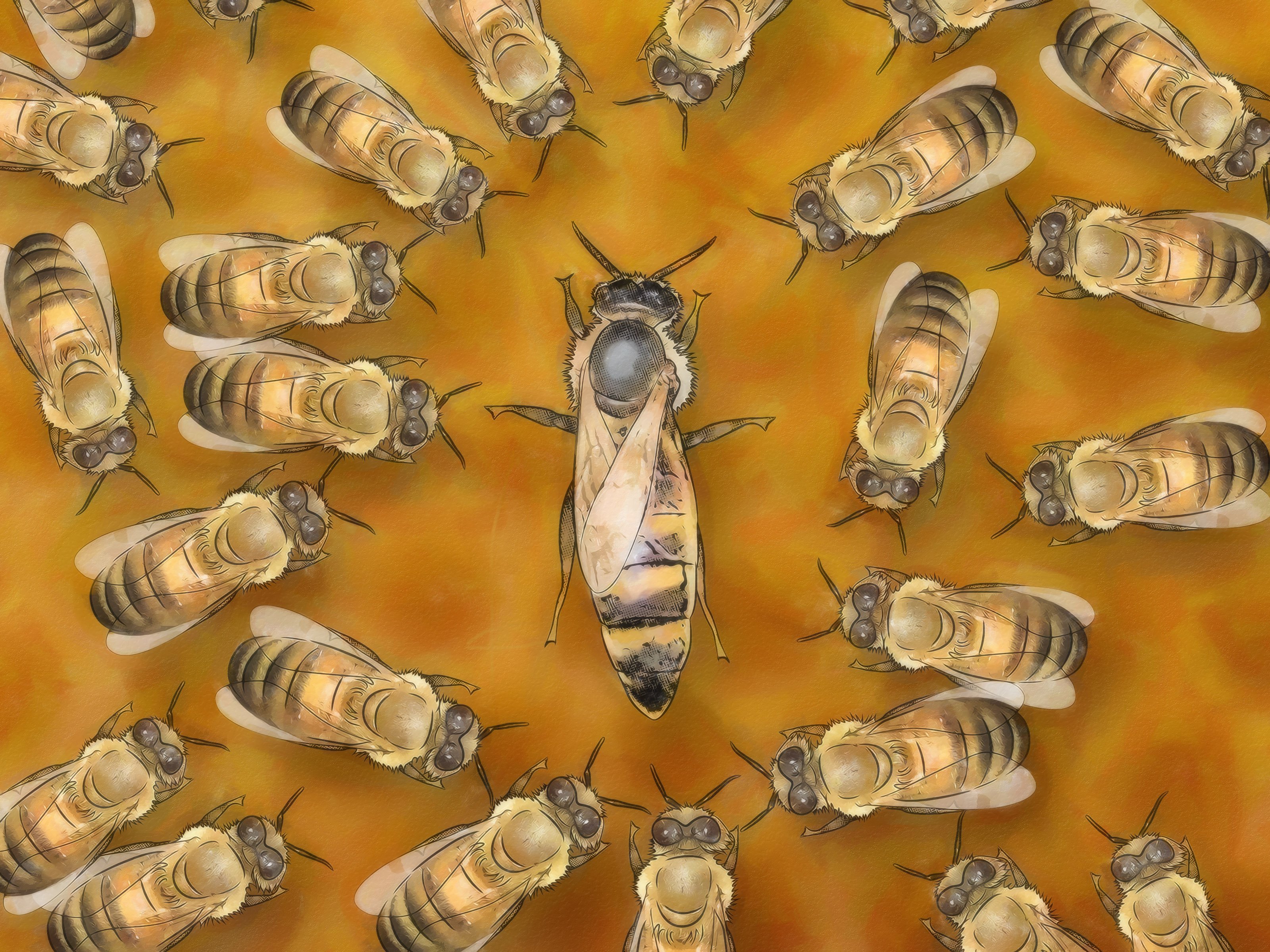 Как отличить матку. Королева пчел пчеломатка. Трутень Карника. Пчелиная матка в улье. Пчела Королева матка.
