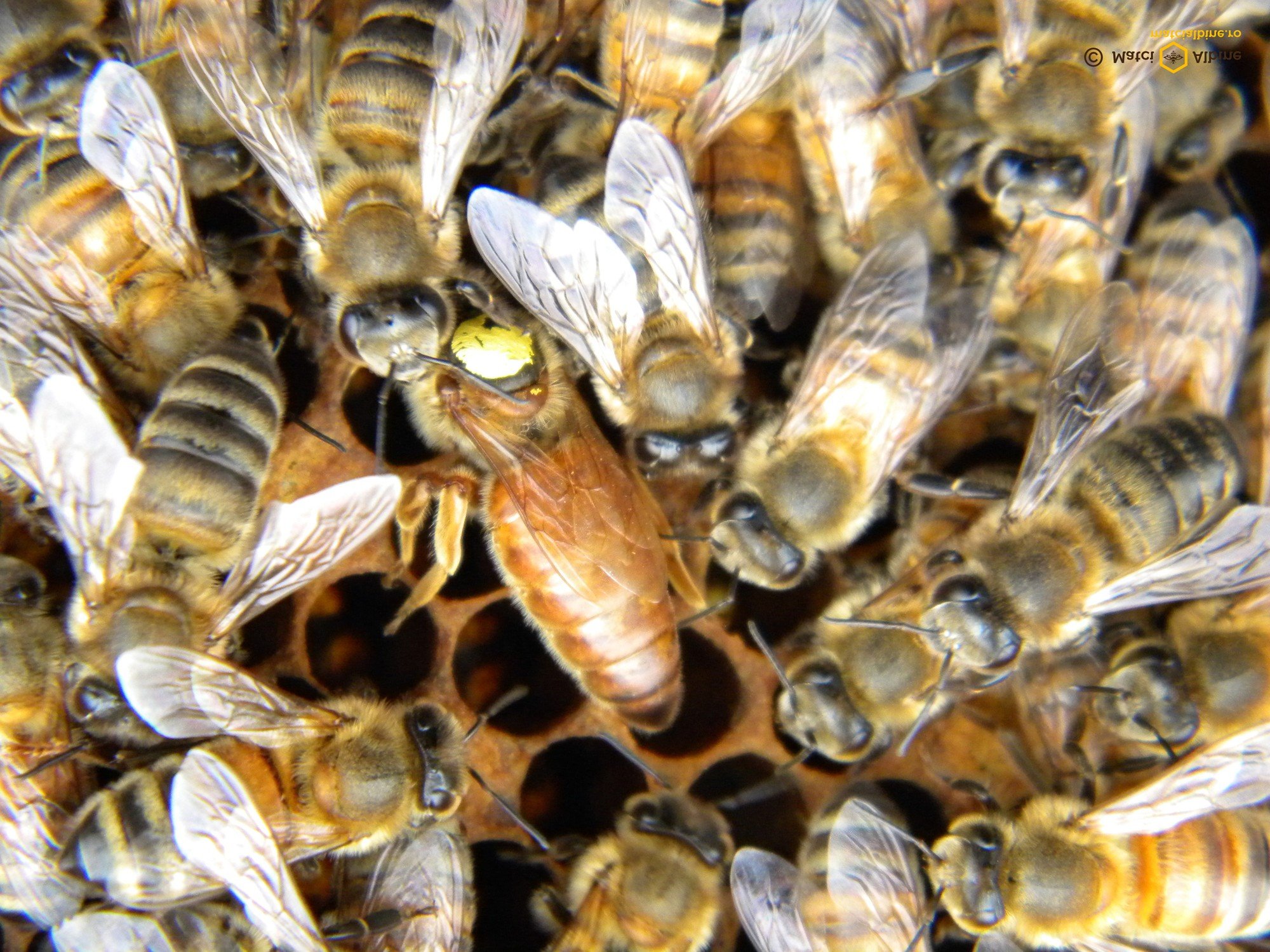 Пчелосемьями купить краснодарский. Пчеломатки Карпатка. Карпатская пчеломатка. Пчелиная матка Карника. Пчеломатка Карника.