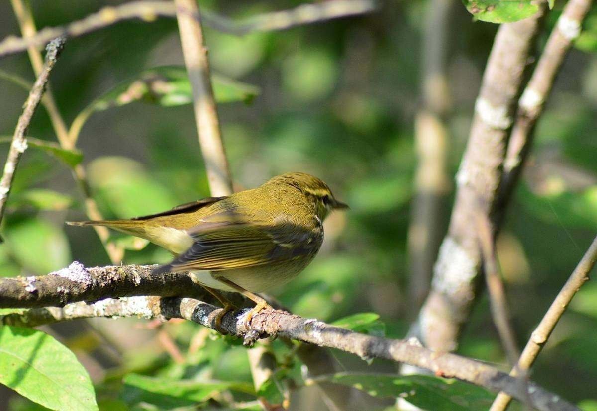 Зеленая Сибирская птичка пеночка