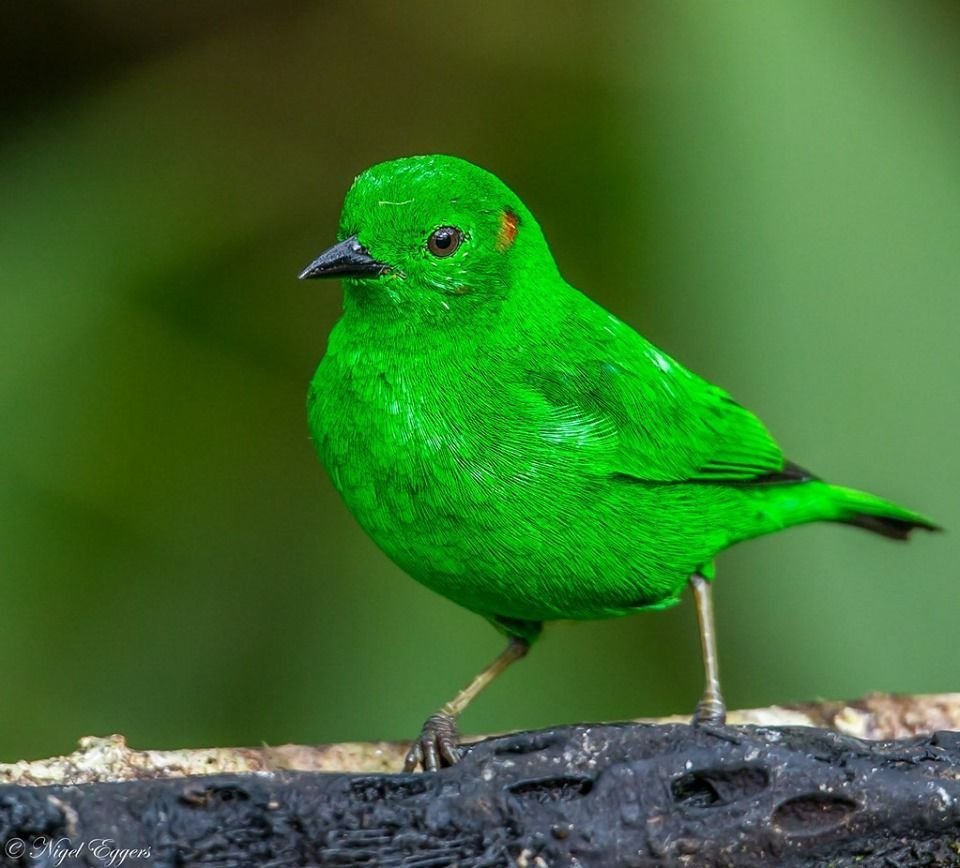 Зеленая танагра птица