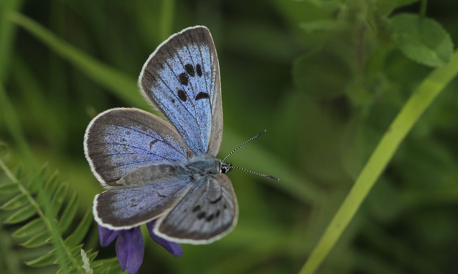 Голубянки чудесной shijimiaeoides divina. Голубянка Арион. Голубянка Арион бабочка. Голубянка аргали. Голубянка Эвмедон бабочка.