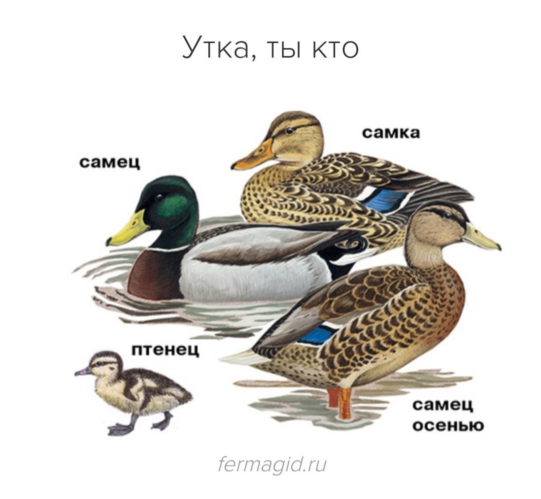 Утка кряква и селезень различия