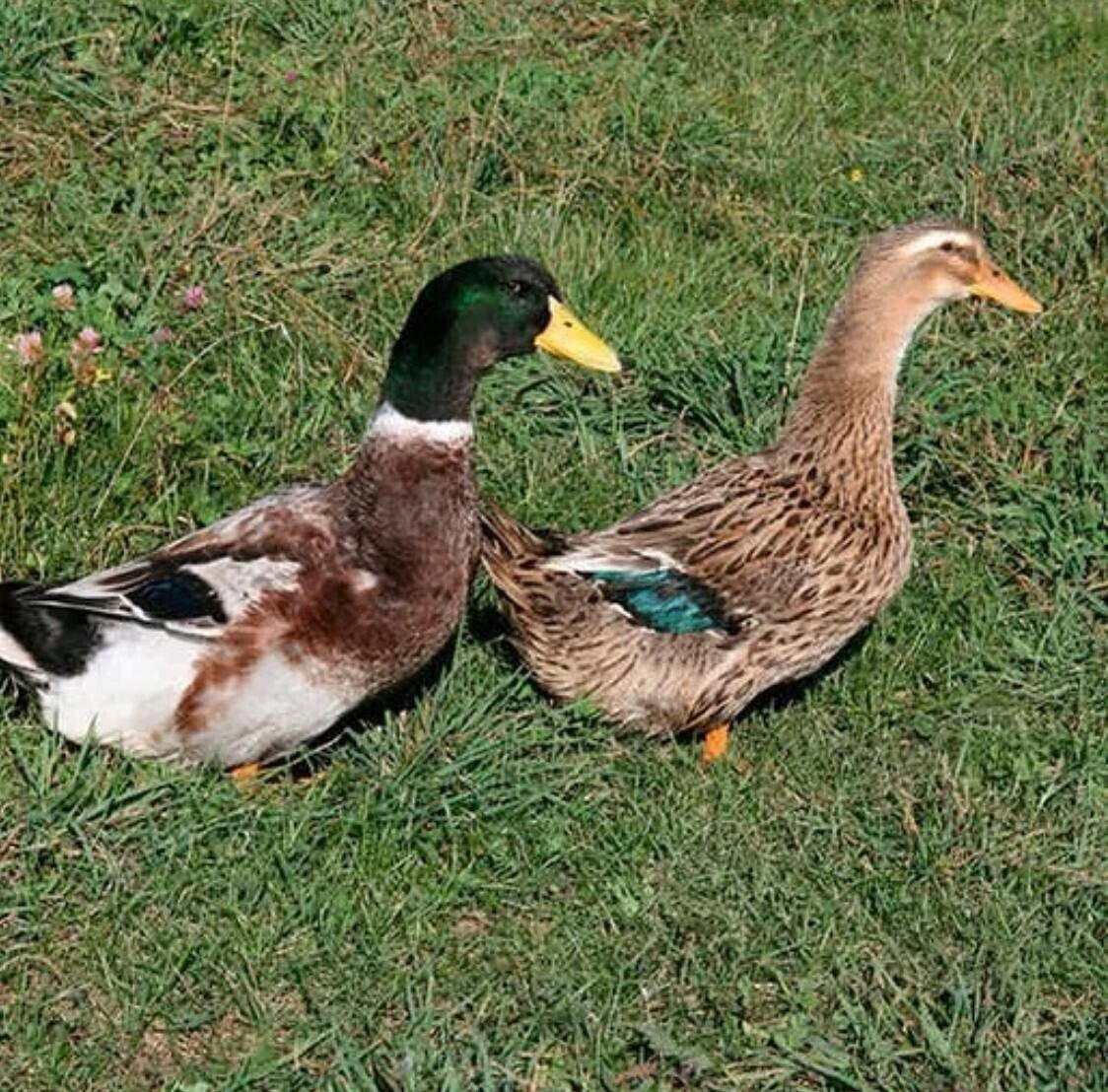 Утка Башкирская черная белогрудая