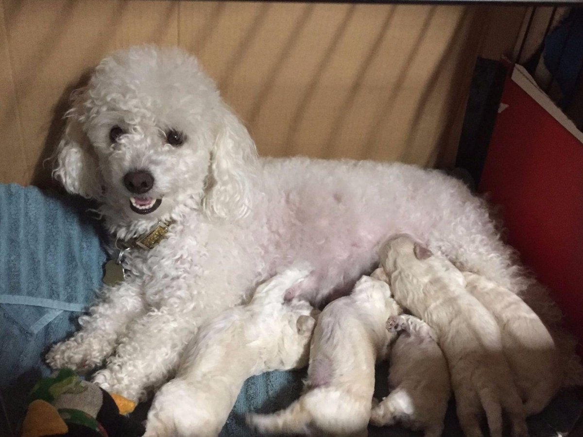 Курликовыйпудель белый