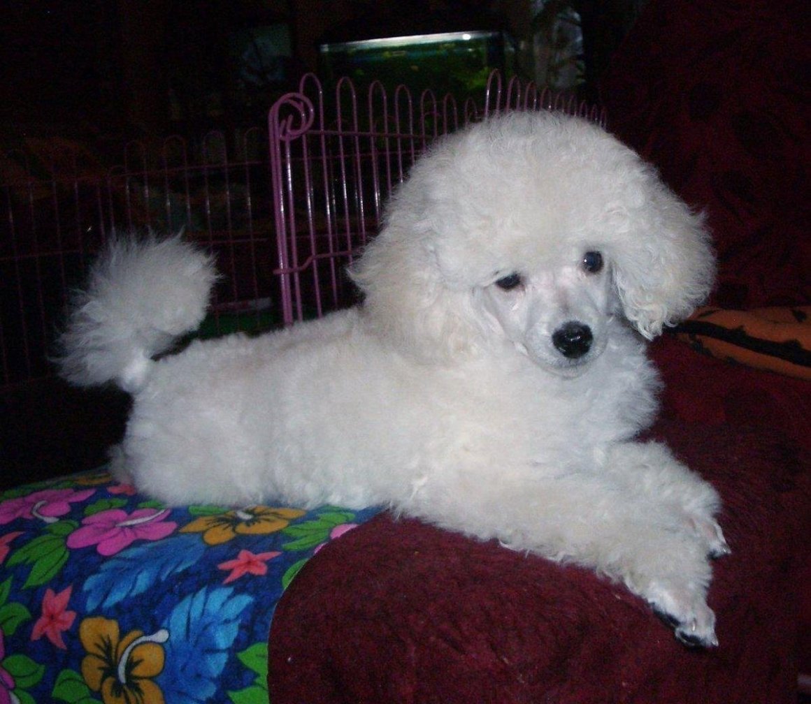 Карликовый пудель белый