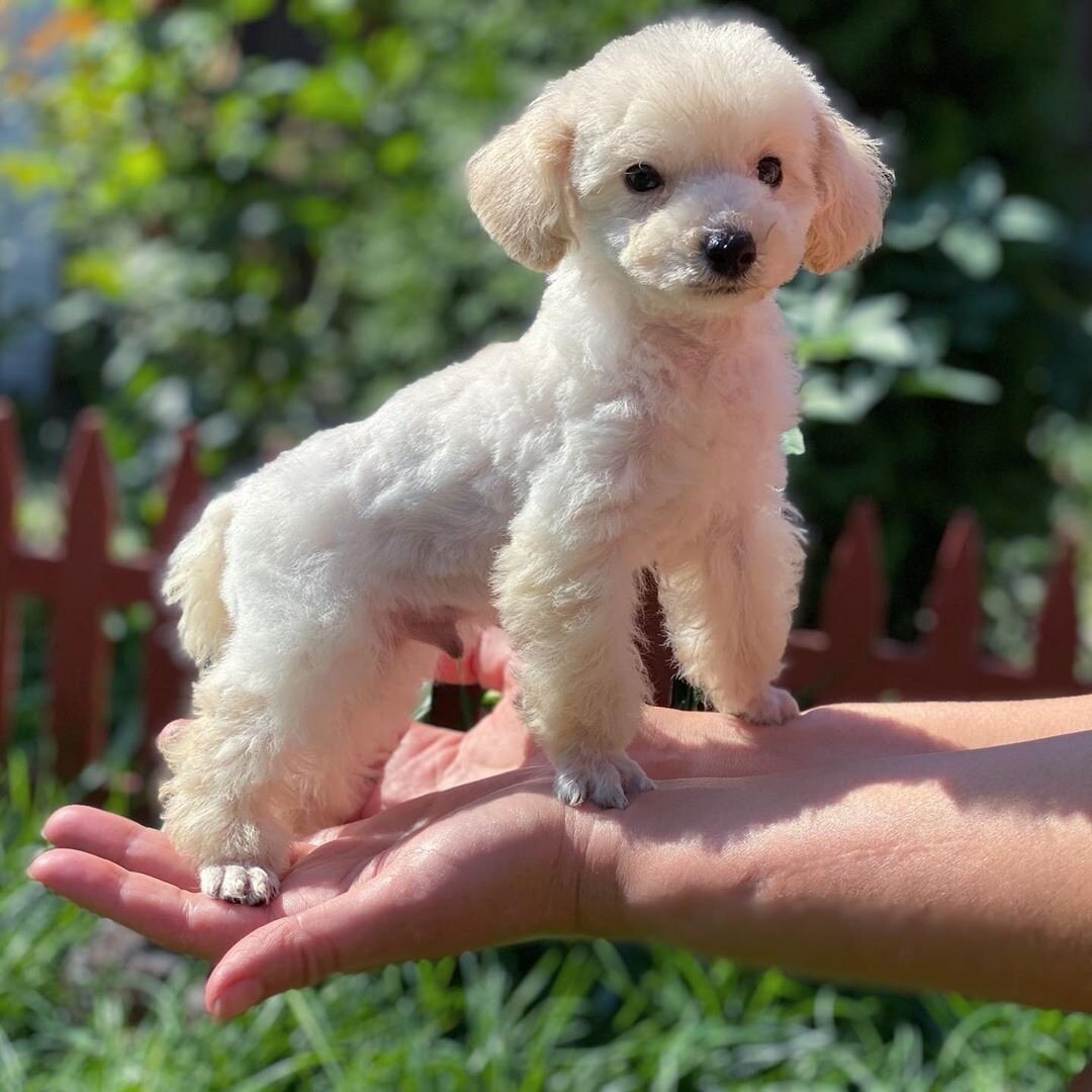 Той пудель белый