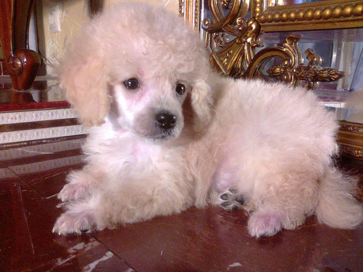 Карликовый пудель белый