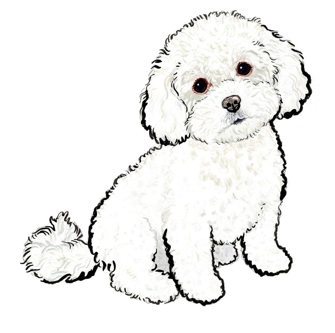 Бишон фризе раскраска