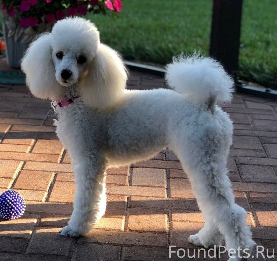 Карликовый пудель белый