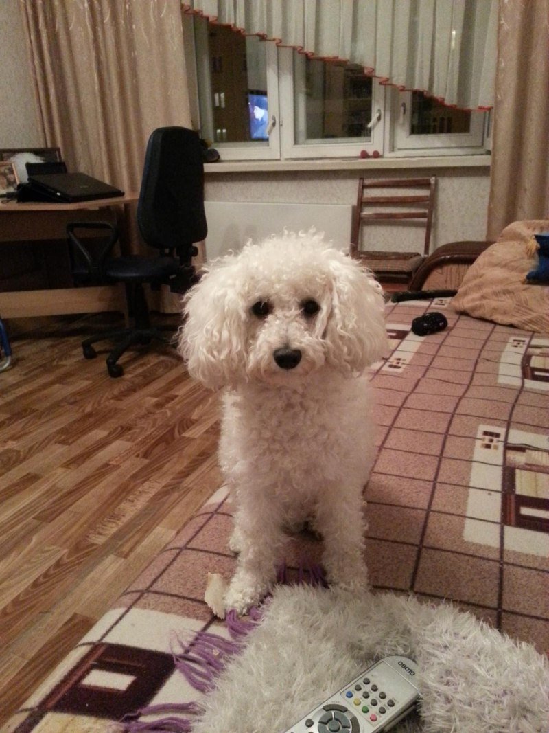 Молочный пудель