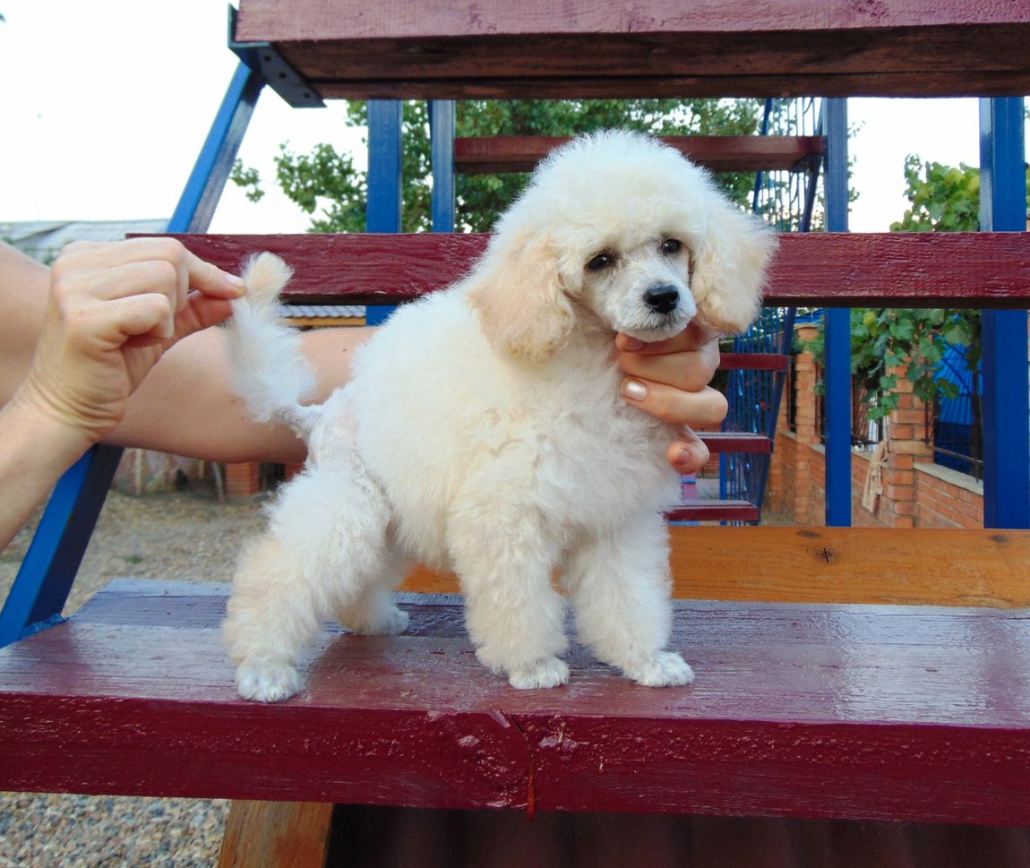 Той пудель белый