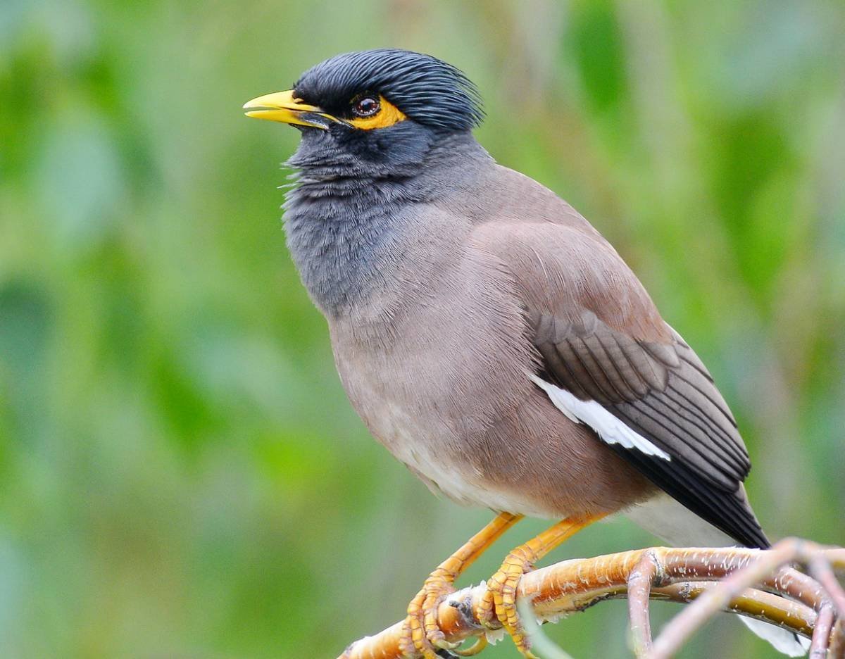 Индийская майна птица