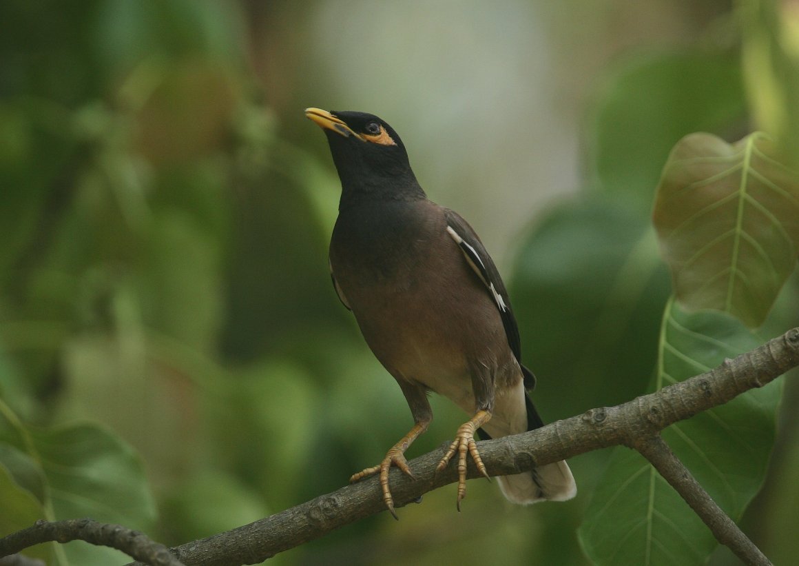 Майна саранчовый скворец