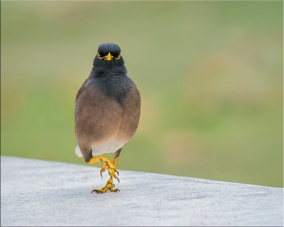 Афганский Дрозд майнушка