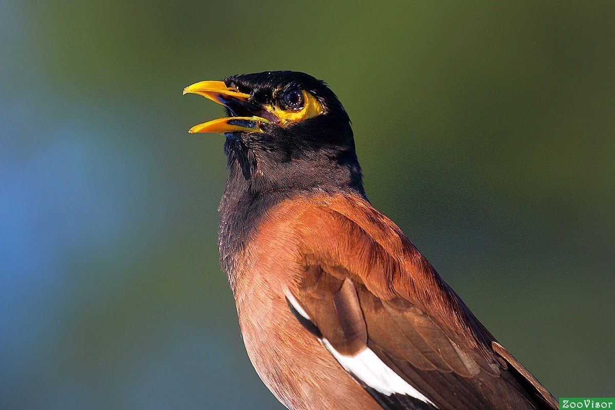 Афганский скворец майна