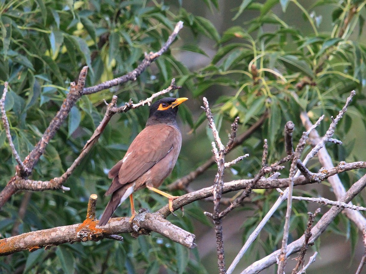 Птица ОЛАКАНОТ