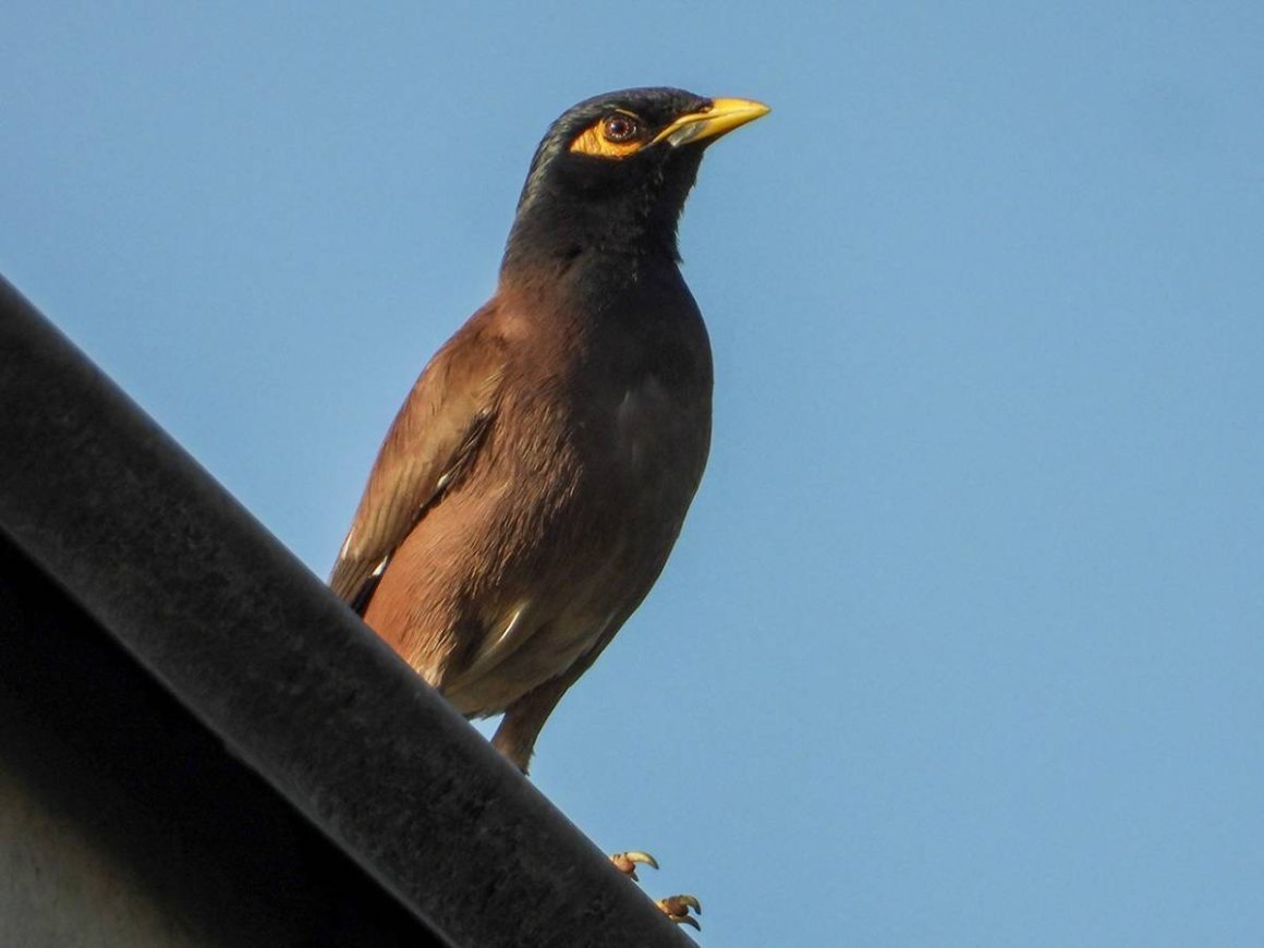 Афганский скворец майна