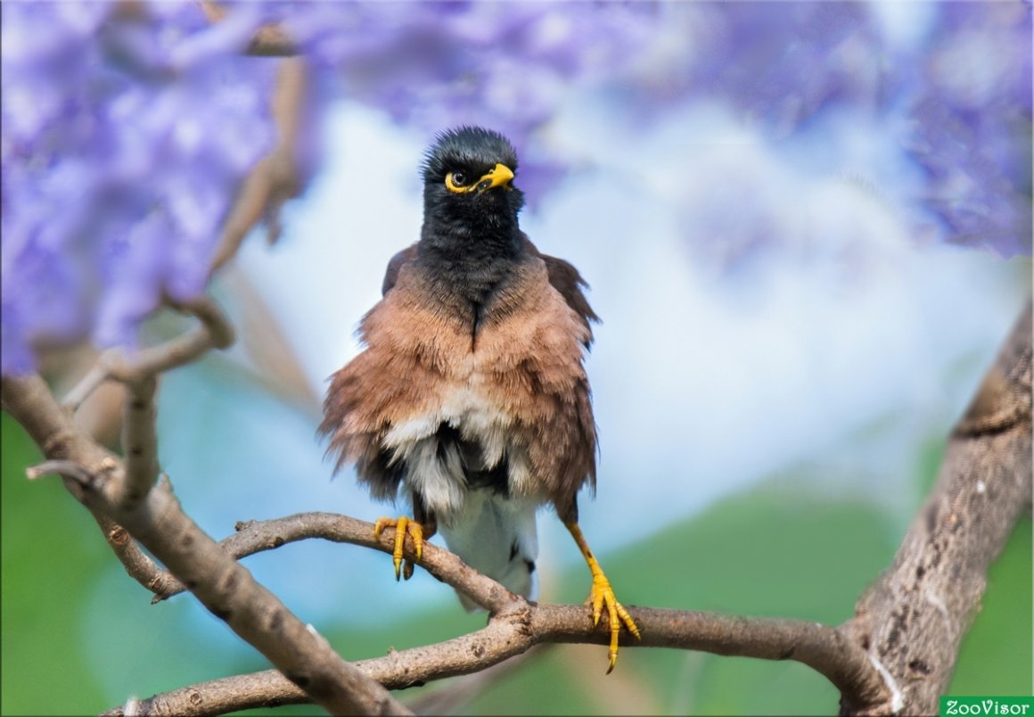 Птица дразнит