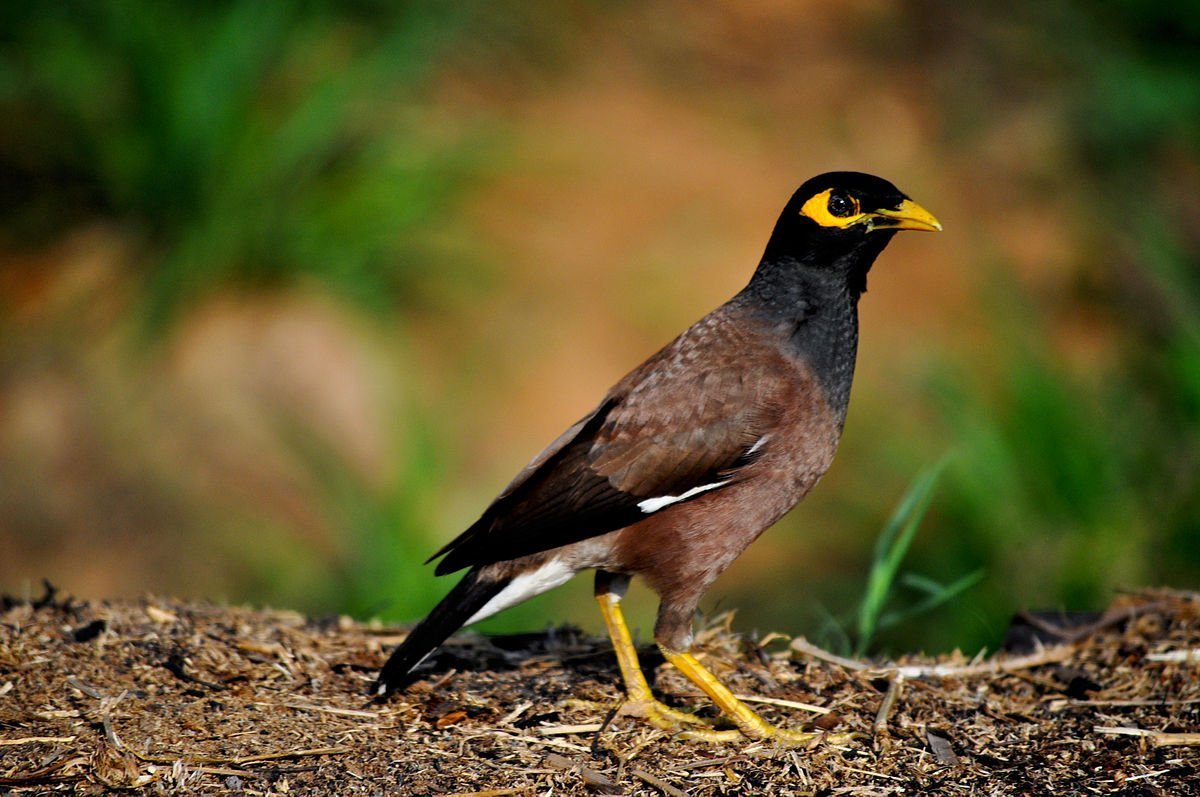 Mynah птица