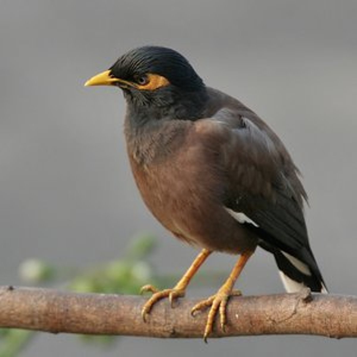 Майна обыкновенная (common Myna).
