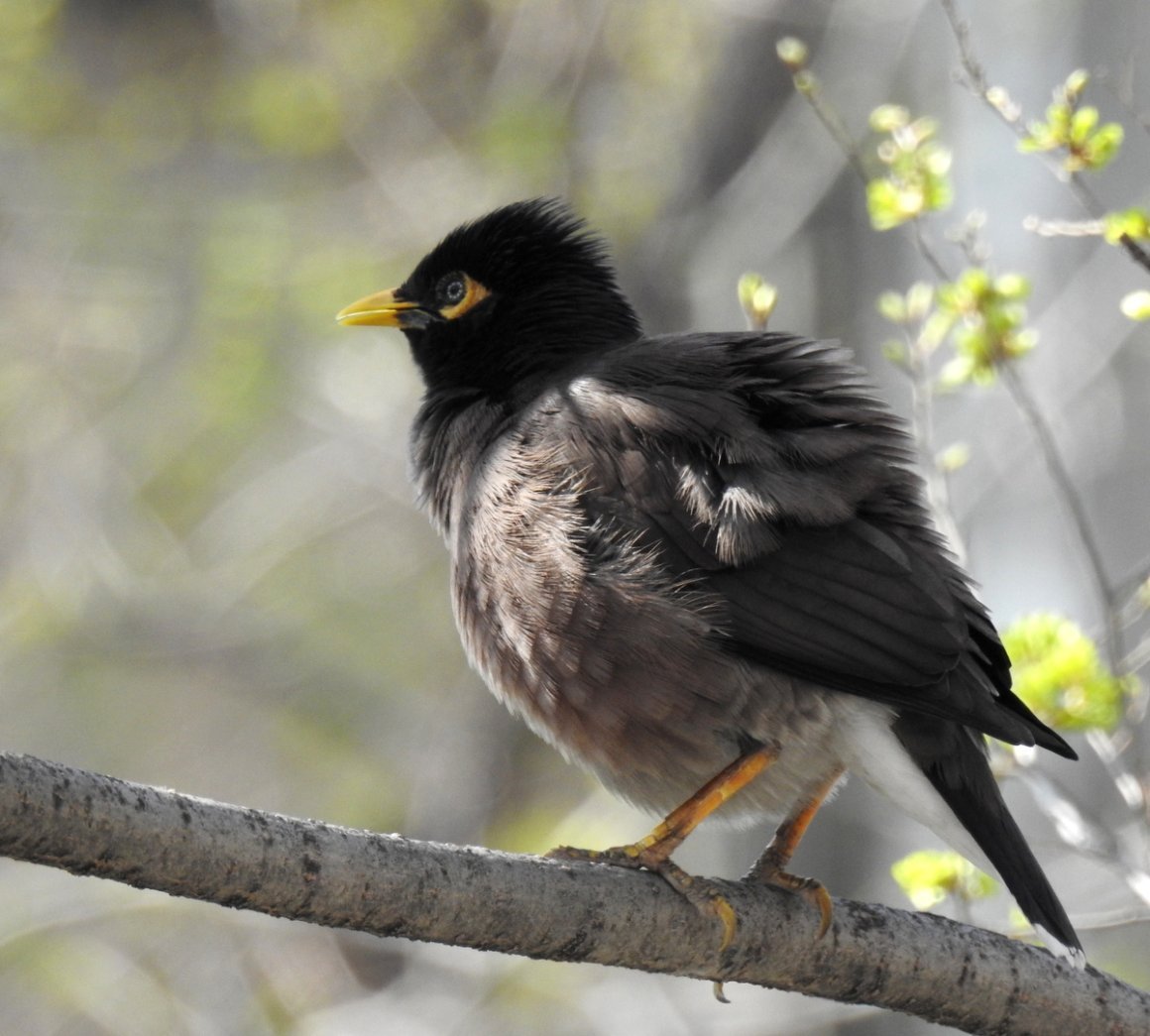 Афганский скворец майна