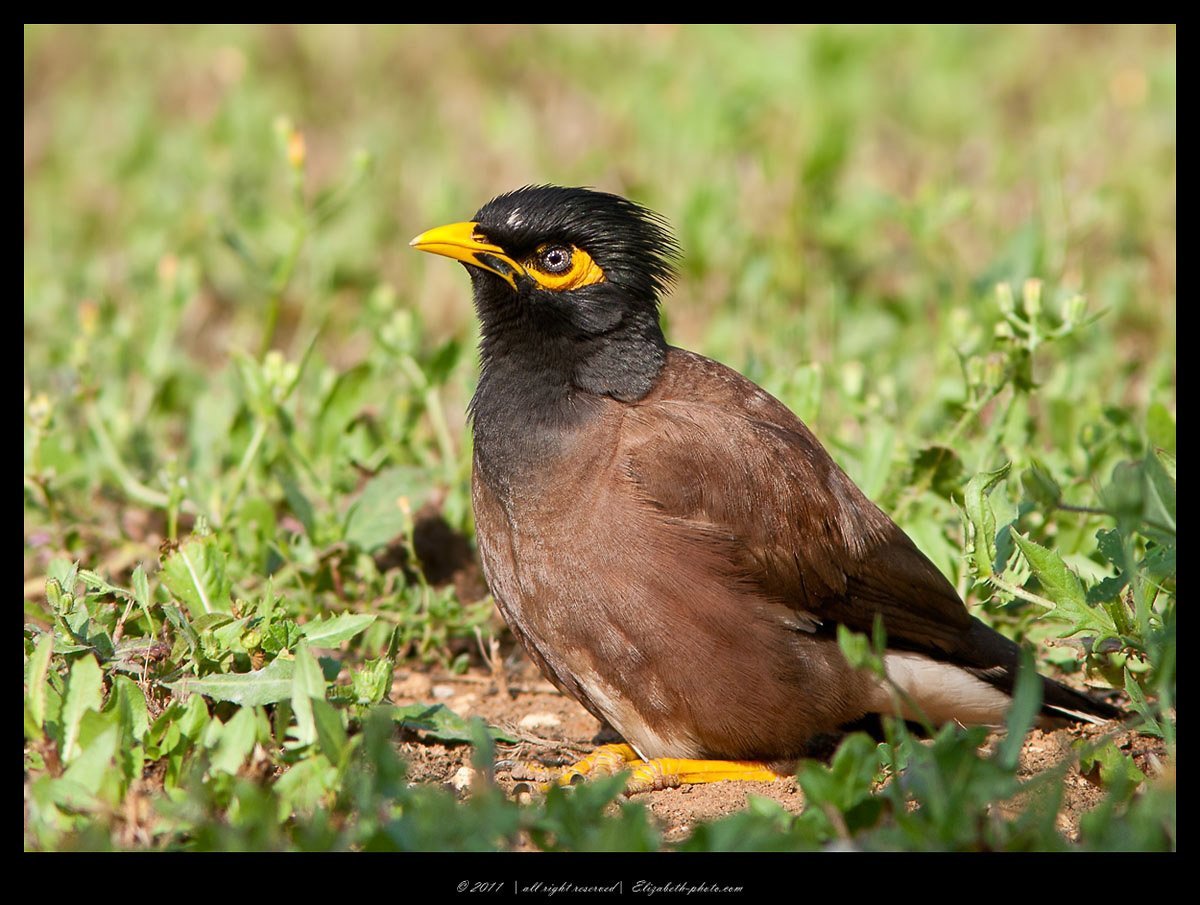 Индийский скворец майна фото