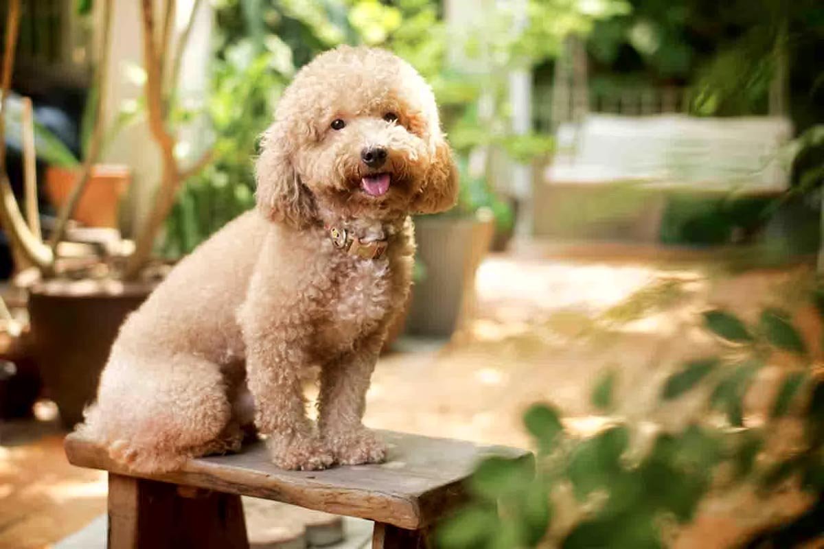 Пудель мини коричневый