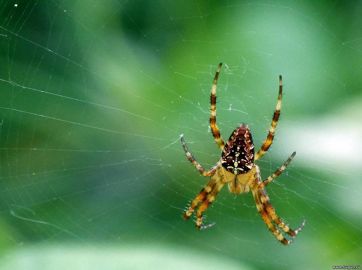 Паук крестовик желтый